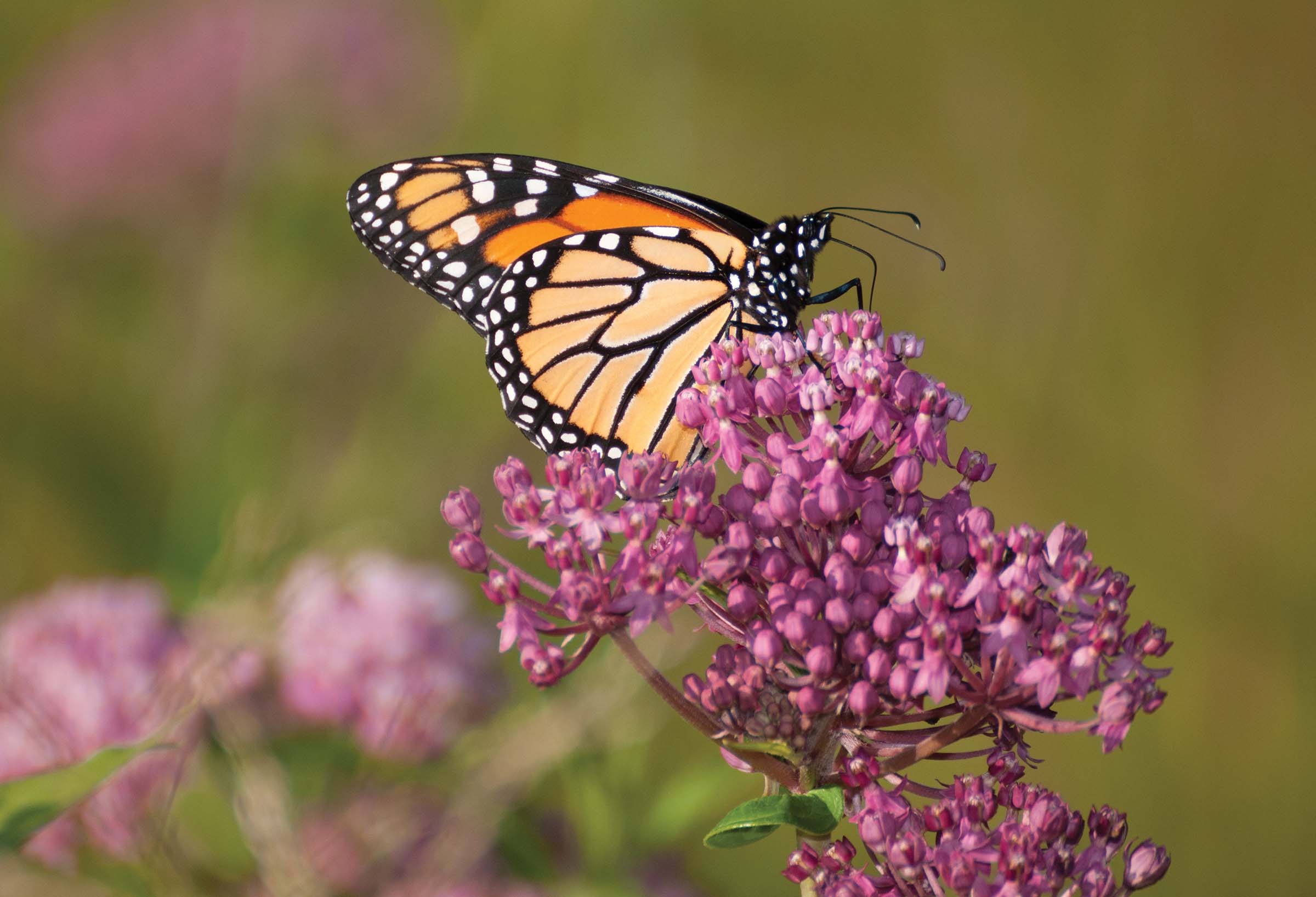 Gardening for Wildlife: Learn to Restore Habitat in Your Own Yard ...