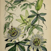 Floral Empires: Plant Hunting and Painting in Victorian Britain