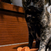 Handsewn Catnip-Stuffed Cat Toys (Beginner)
