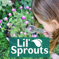 Lil' Sprouts