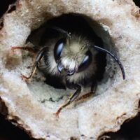 Family Workshop: Build and Paint a Mason Bee House