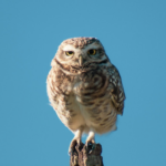 Summer Series for Kids: Glen Helen Raptor Center “Only Owls”